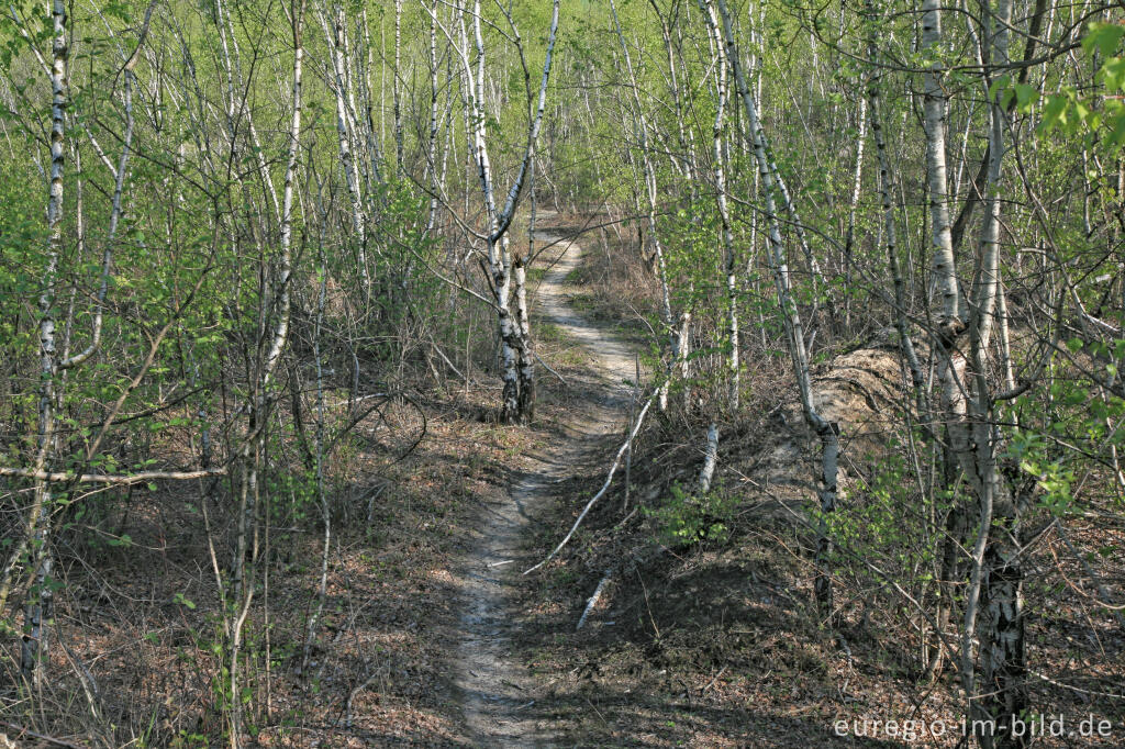 Detailansicht von Weiße Kalkhalde im Wurmtal