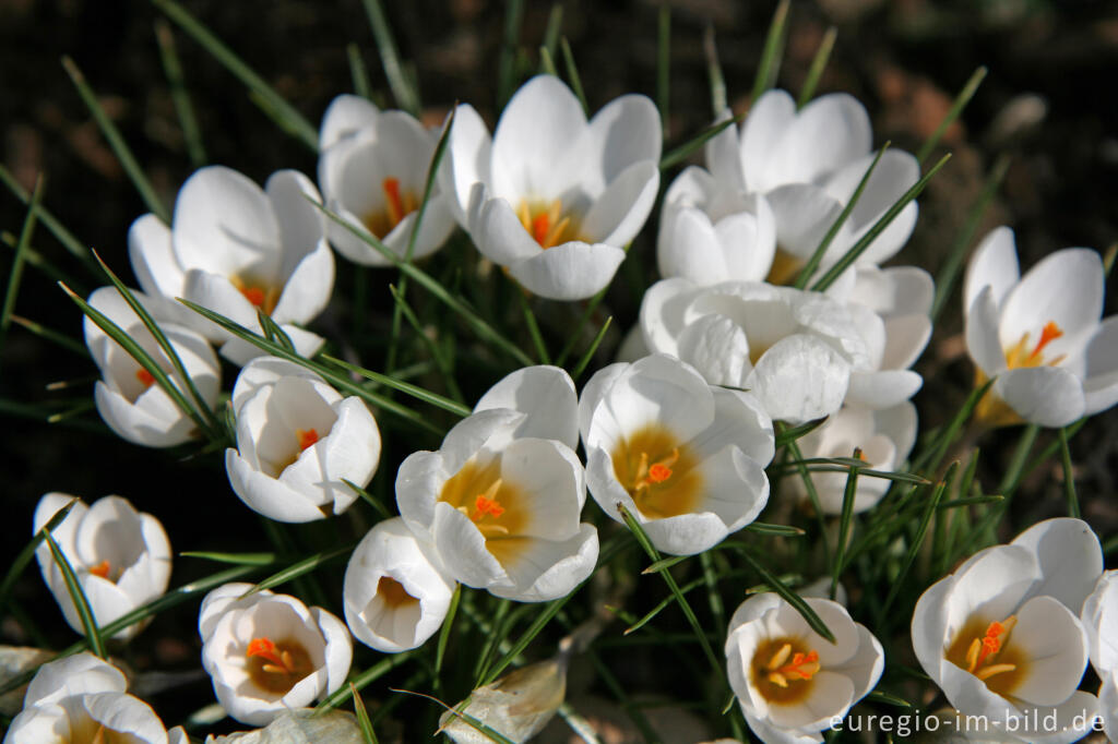 Weiße Krokusse am Weißen Weg, Wurmtal