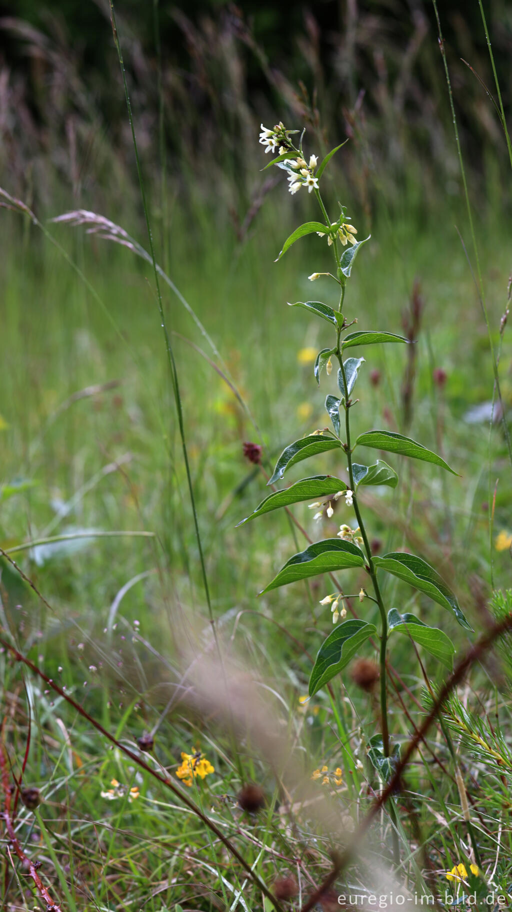 Detailansicht von Weiße Schwalbenwurz