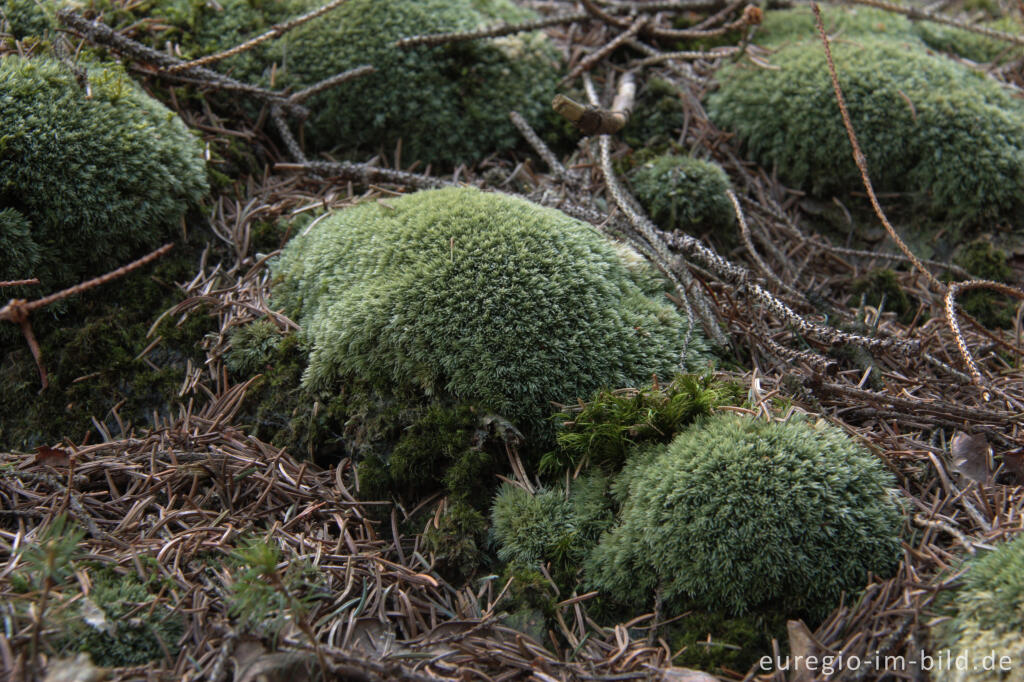 Detailansicht von Weißmoos, Leucobryum glaucum