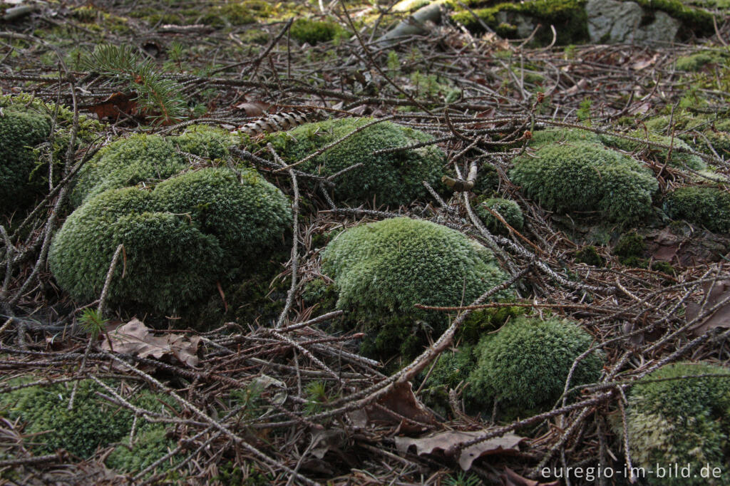 Detailansicht von Weißmoos, Leucobryum glaucum