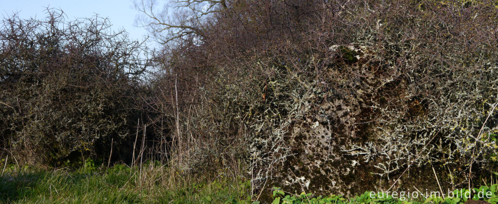 Detailansicht von Westwall bei Aachen-Schmithof