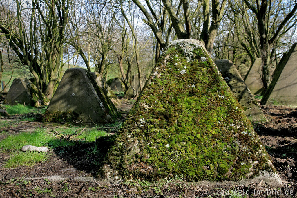 Detailansicht von Westwall bei Herzogenrath-Bank mit Moos