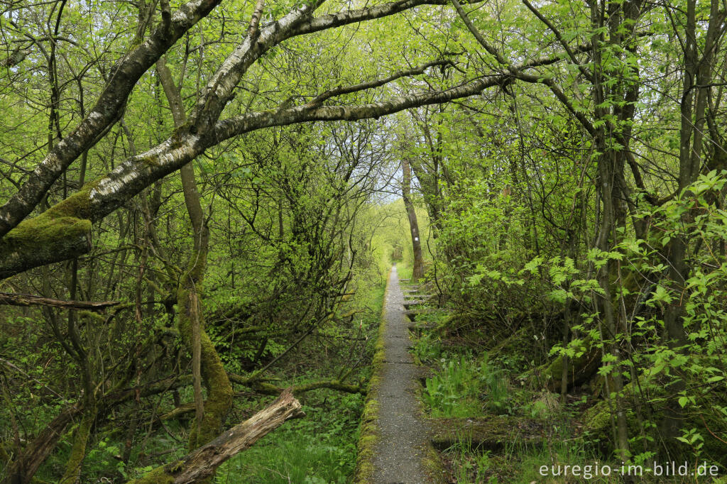 Detailansicht von Westwallwanderweg bei Simmerath im NSG Kranzbach und Kranzbruchvenn