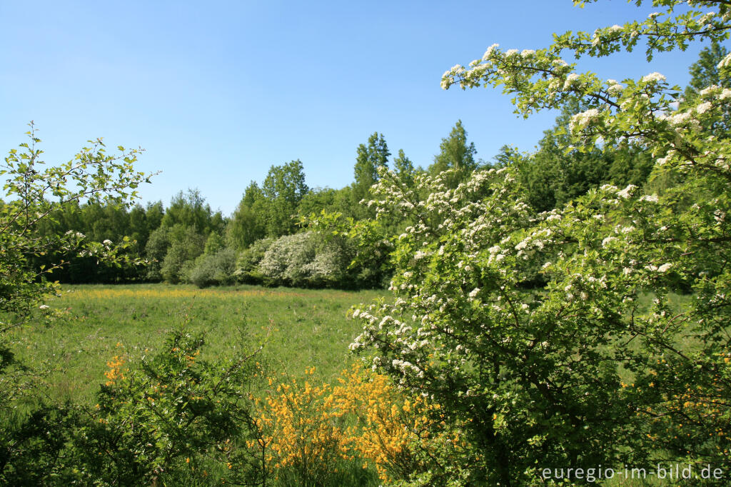 Detailansicht von Wiese auf der Sophienhöhe