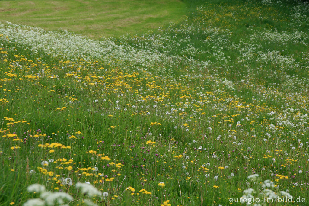 Detailansicht von Wiese im Naturschutzgebiet Mönchsfelsen, Hahn bei Walheim