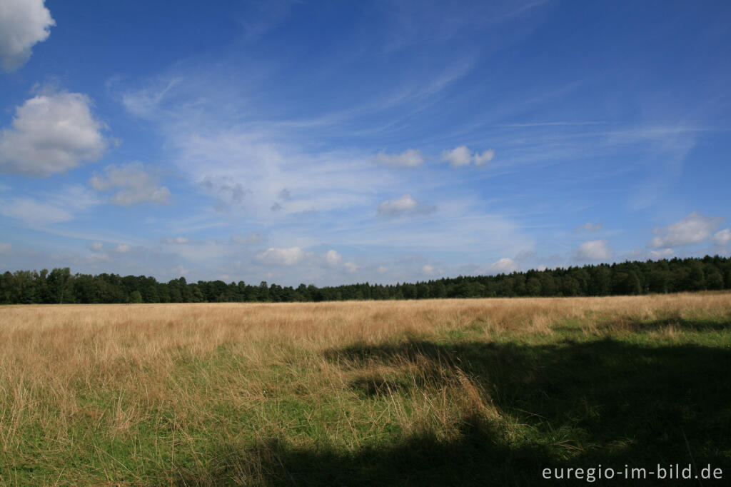 Detailansicht von Wiese im Rakkesch bei Roetgen