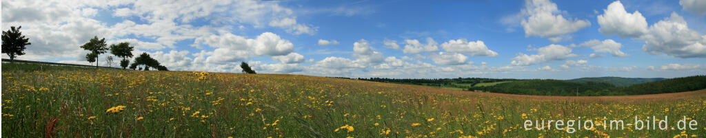 Detailansicht von Wiese mit Sauerampfer und Wiesen-Pippau, Eifel, Panoramafoto