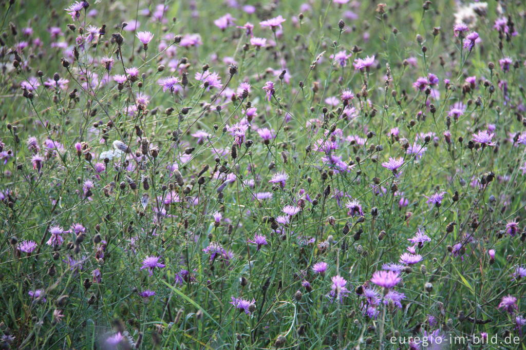 Detailansicht von Wiesen-Flockenblume in der Drover Heide