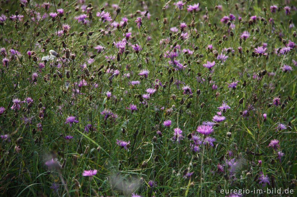 Detailansicht von Wiesen-Flockenblume in der Drover Heide