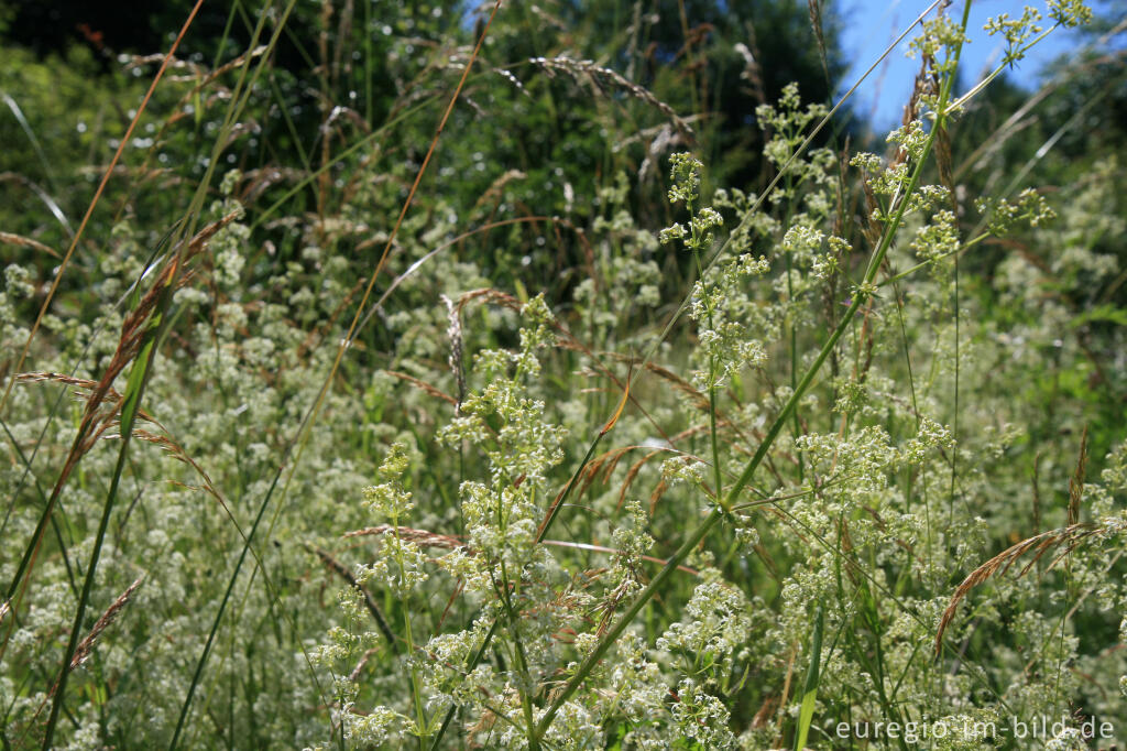 Detailansicht von Wiesen-Labkraut im Naturschutzgebiet Schomet bei Breinig, Kreis Aachen