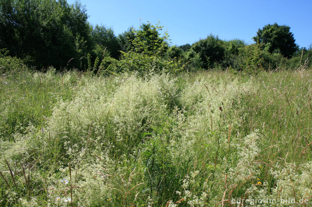 Detailansicht von Wiesen-Labkraut im Naturschutzgebiet Schomet bei Breinig, Kreis Aachen