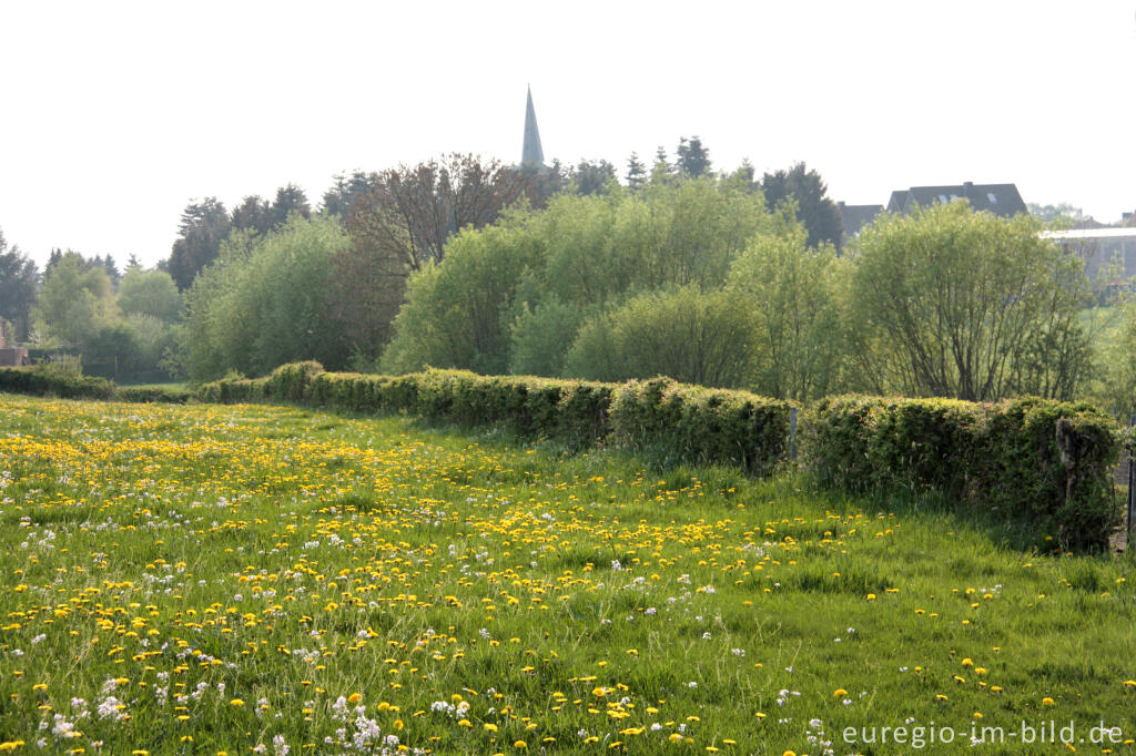 Detailansicht von Wiesen- und Heckenlandschaft bei Raeren, Belgien