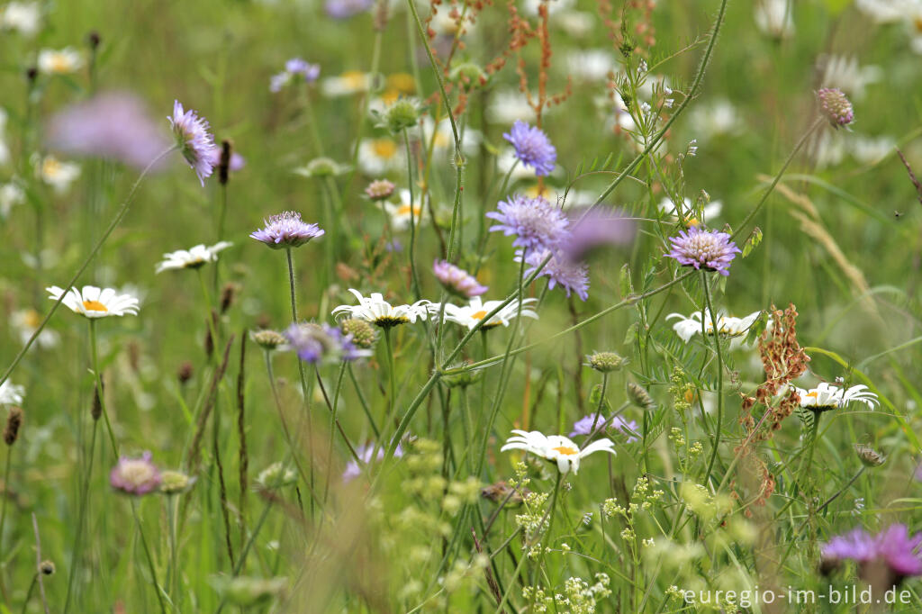 Wiesenblumen am Wegrand im mittleren Ourtal