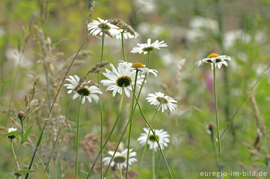 Detailansicht von Wiesenblumen am Wegrand im mittleren Ourtal