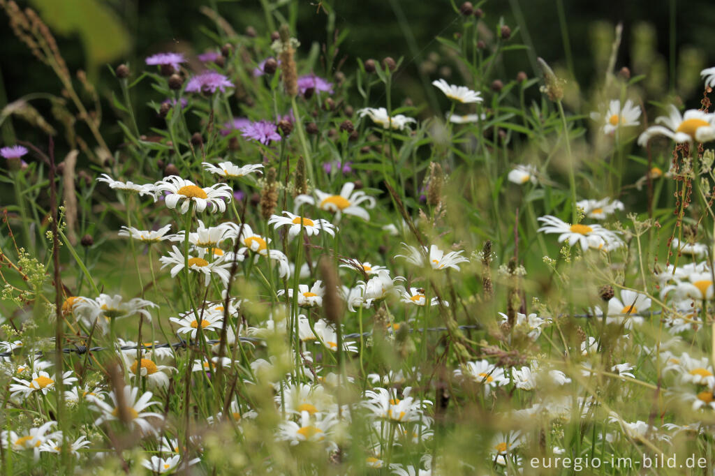 Detailansicht von Wiesenblumen am Wegrand im mittleren Ourtal