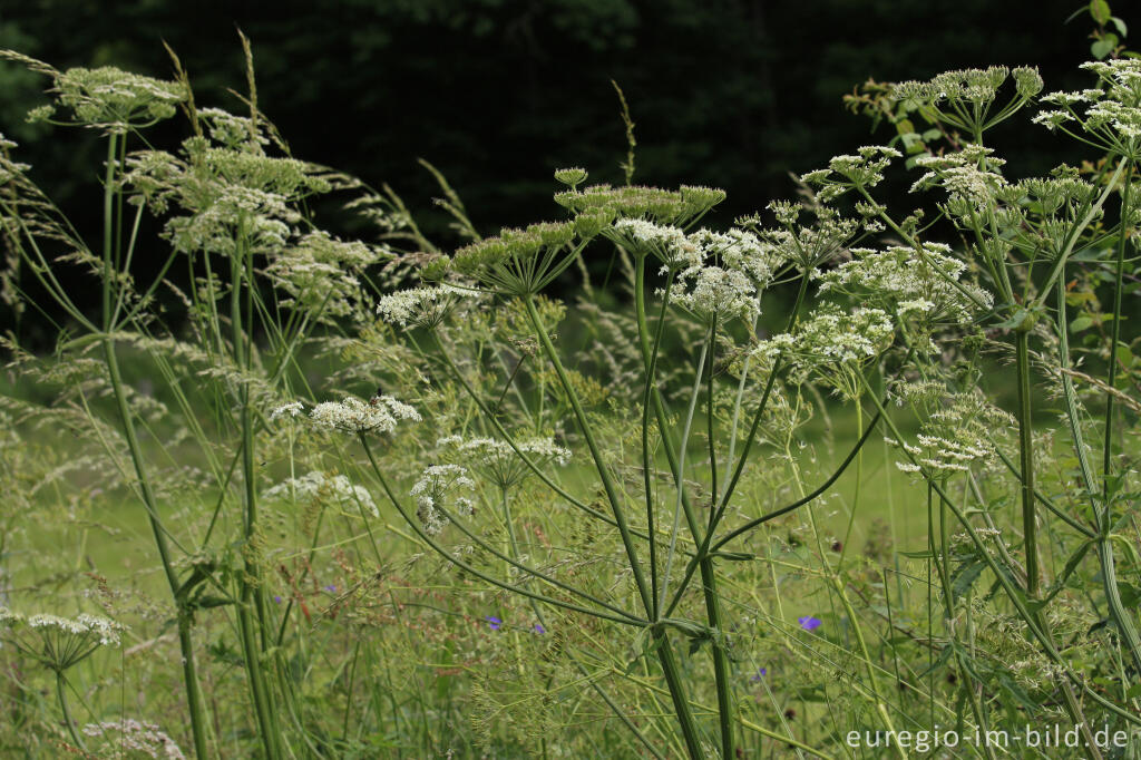 Detailansicht von Wiesenblumen am Wegrand im mittleren Ourtal