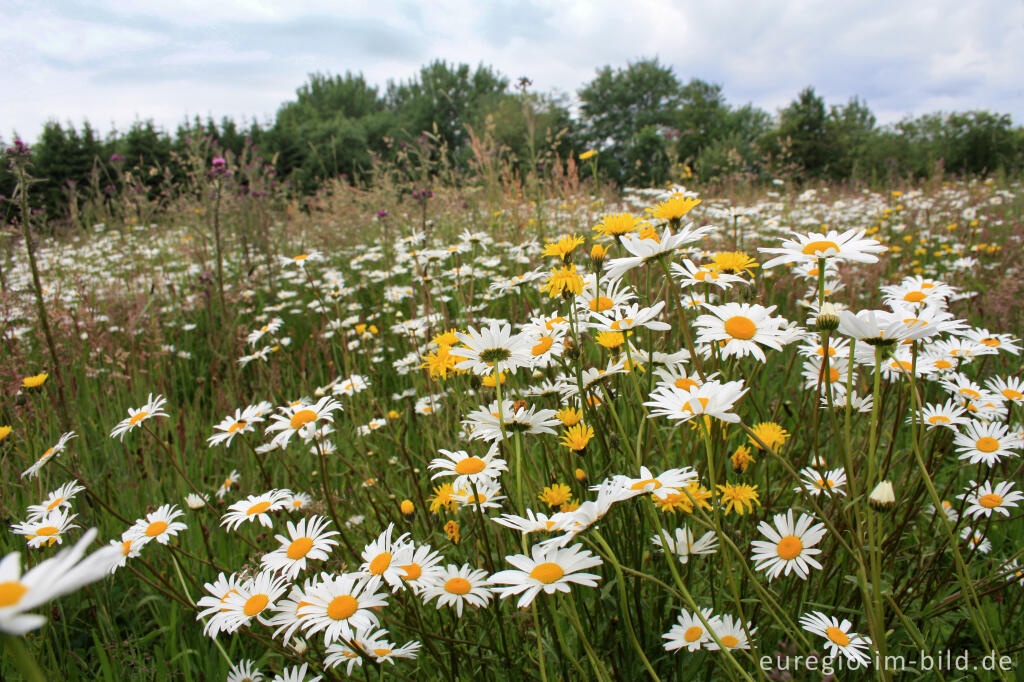 Wiesenblumen bei Xhoffraix, Belgien 