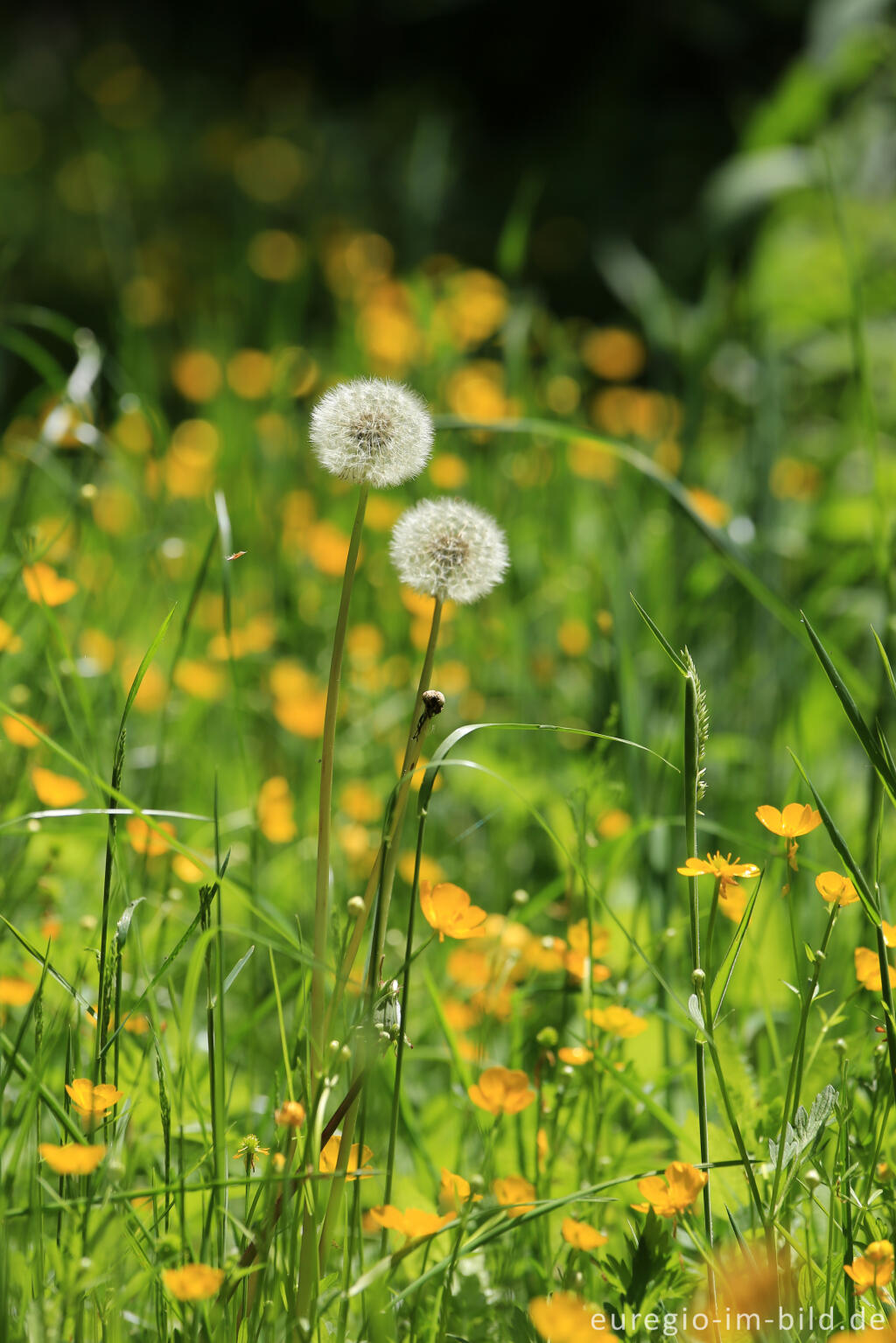 Detailansicht von Wiesenblumen im Irsental zwischen Reipeldingen und Eschfeld