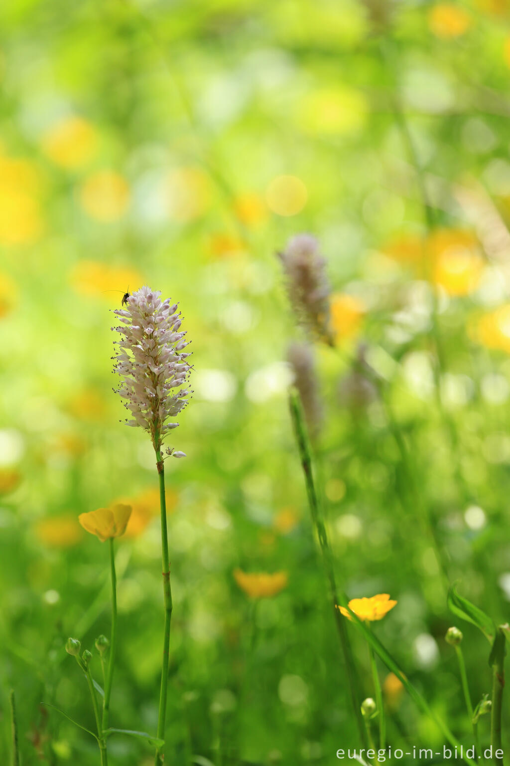 Detailansicht von Wiesenblumen im Irsental zwischen Reipeldingen und Eschfeld