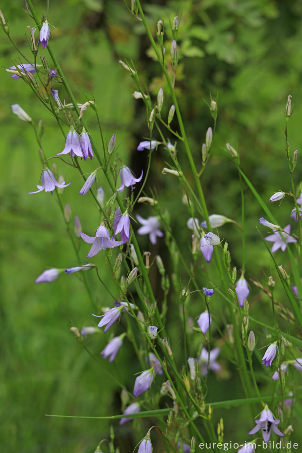 Detailansicht von Wiesenglockenblume