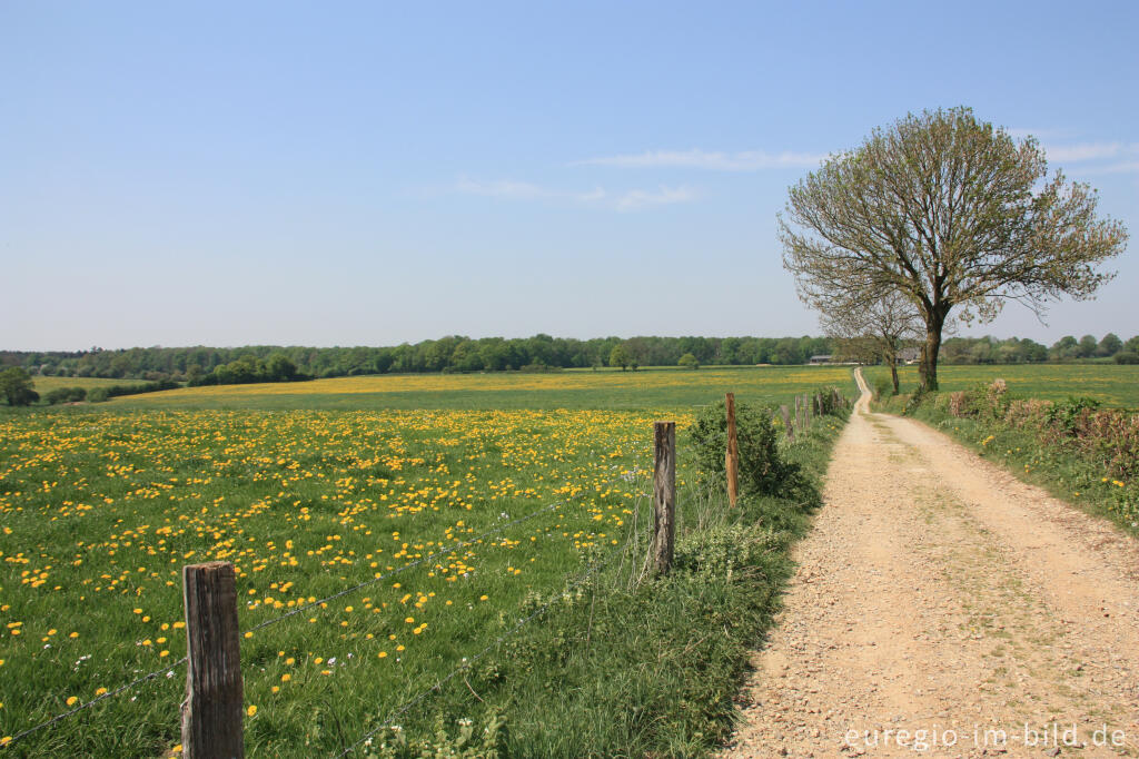 Detailansicht von Wiesenlandschaft bei Aachen-Sief