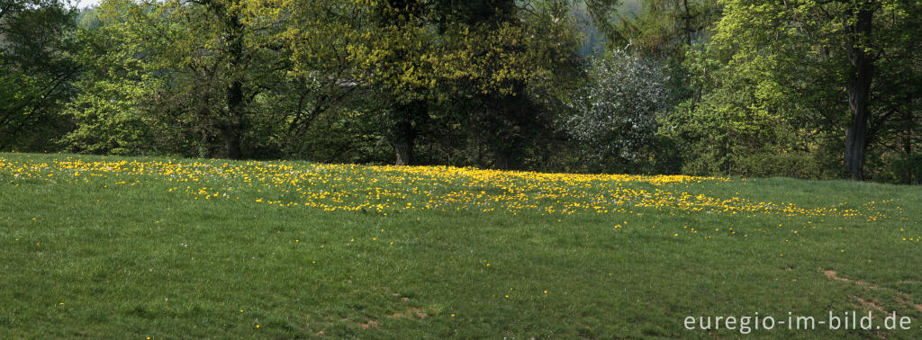 Detailansicht von Wiesenlandschaft bei Aachen-Sief