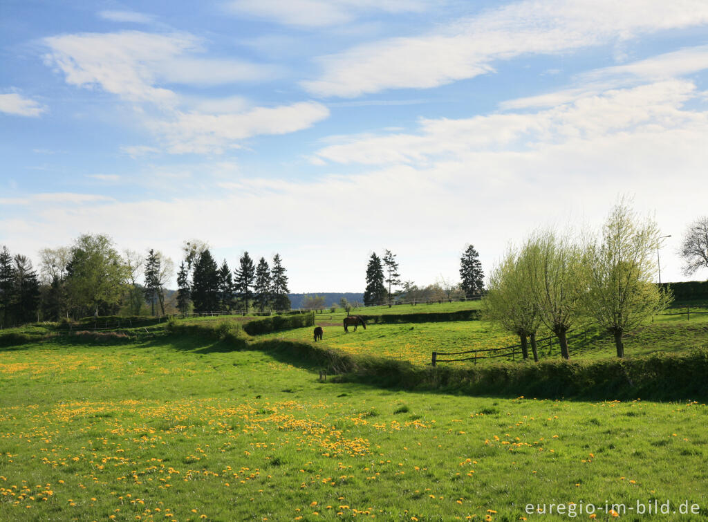 Detailansicht von Wiesenlandschaft im Göhltal bei Epen