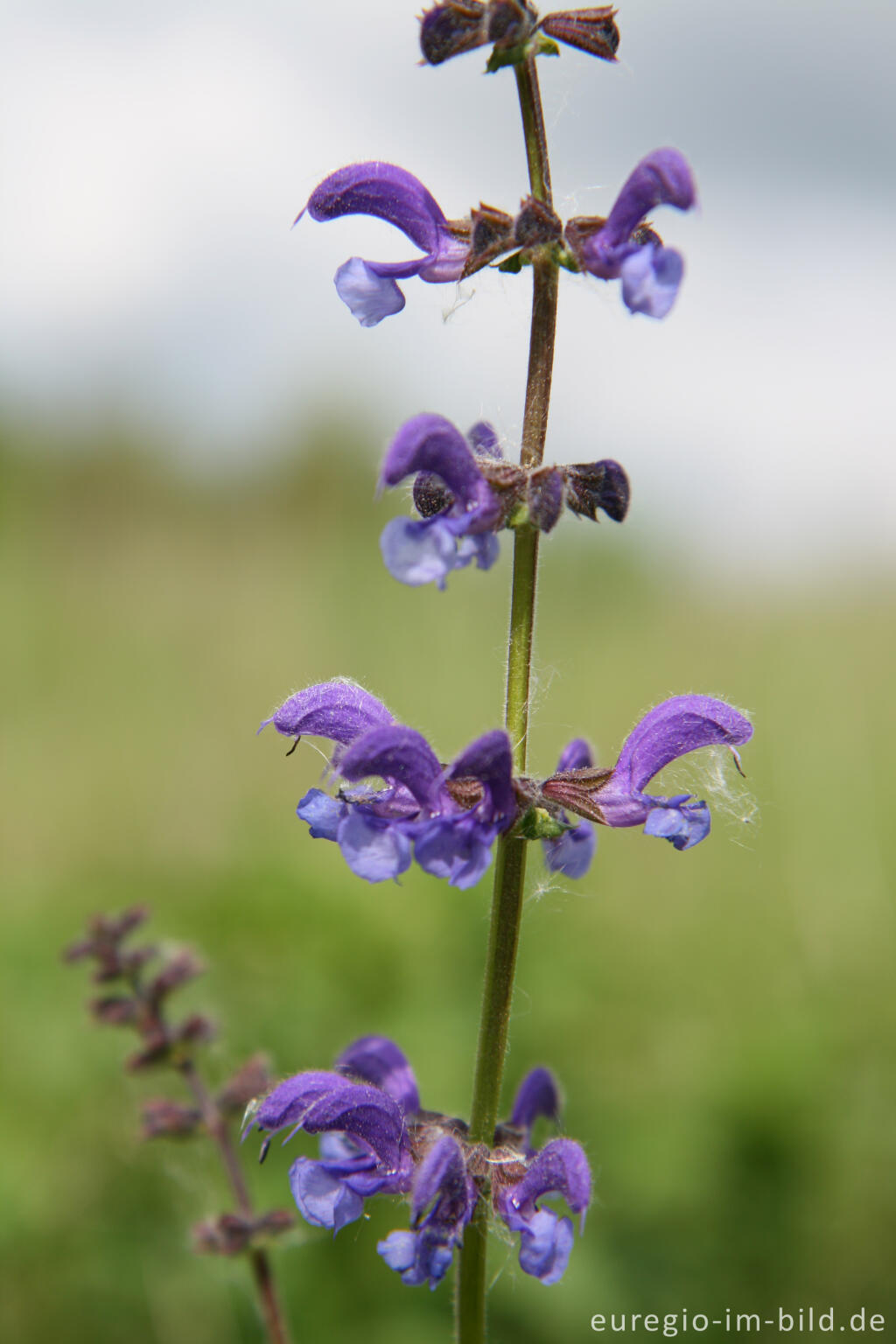 Detailansicht von Wiesensalbei, Salvia pratensis