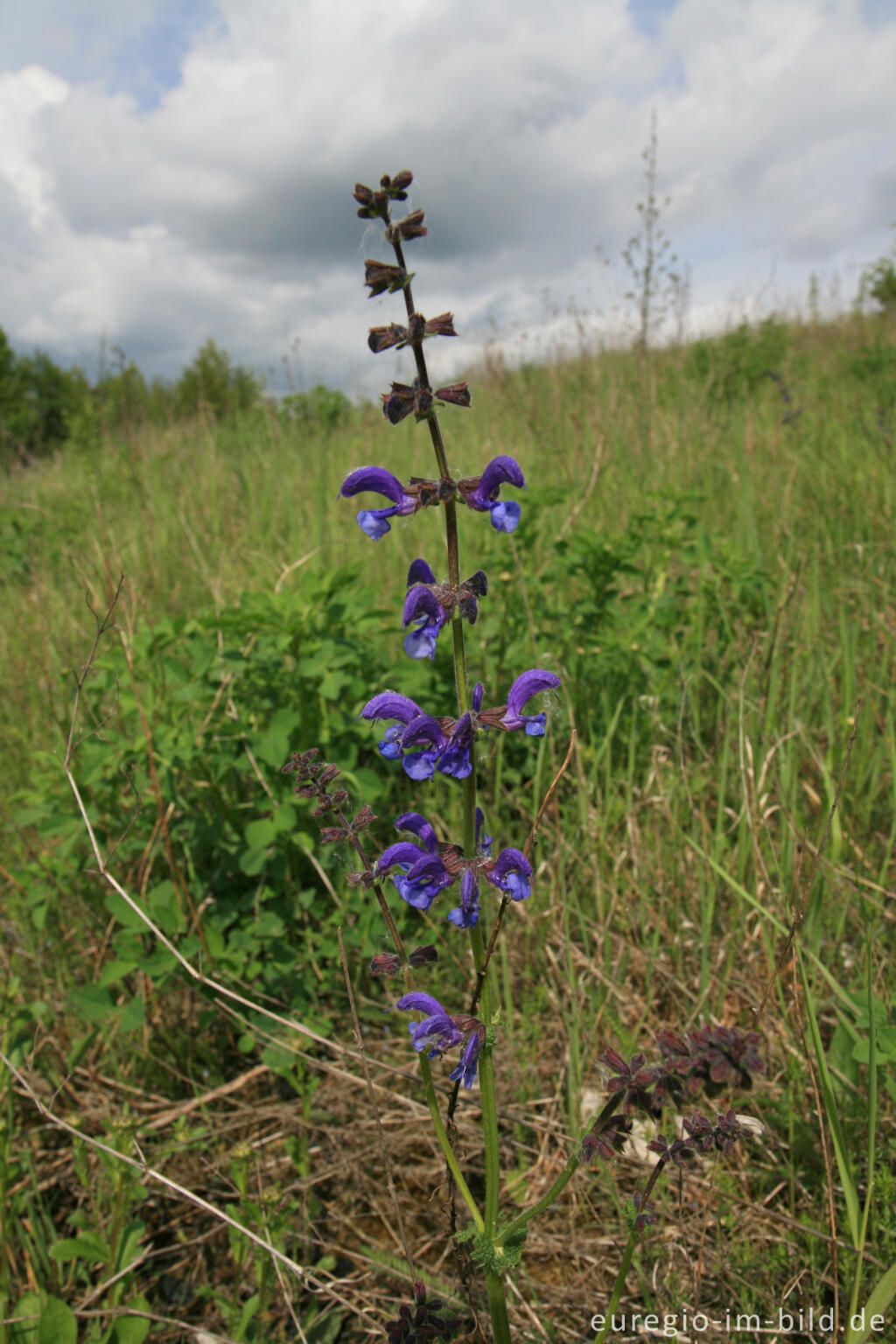 Detailansicht von Wiesensalbei, Salvia pratensis