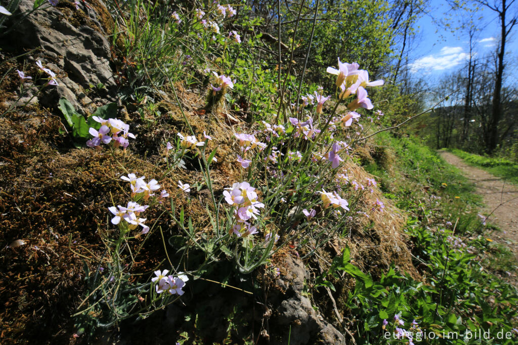 Detailansicht von Wiesenschaumkraut am Gerolsteiner Felsenpfad