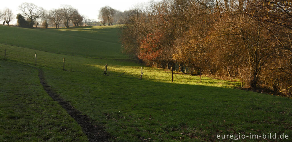 Detailansicht von Wiesenweg mit Morgensonne, westlich von Sippenaeken