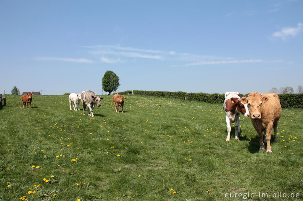 Detailansicht von Wiesenweg und neugierige Kühe bei Raeren, B.