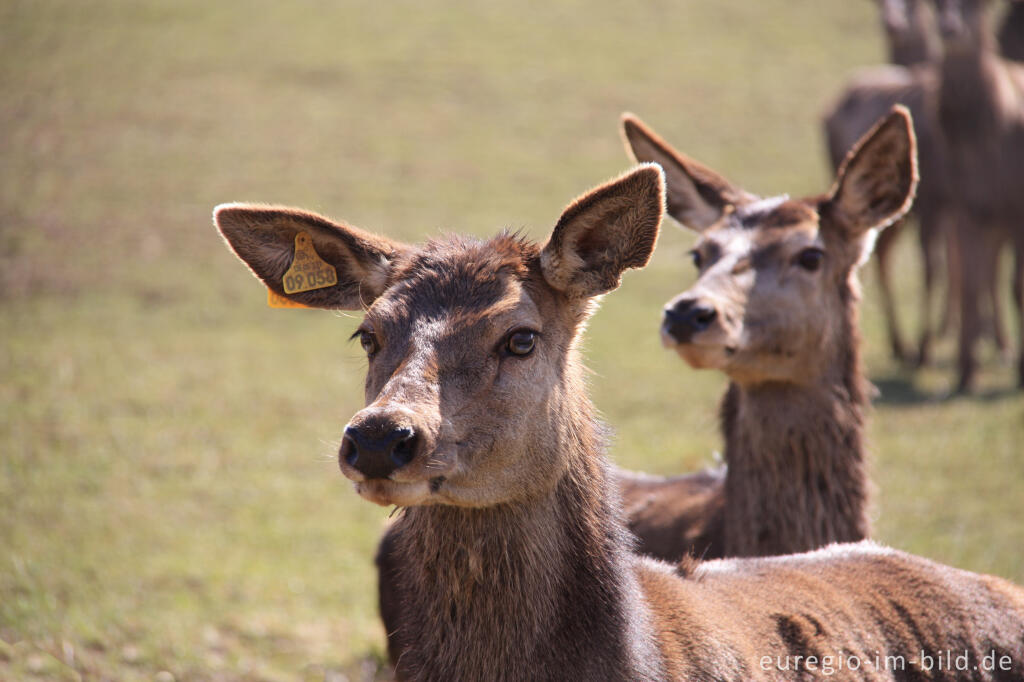 Detailansicht von Wild in einem Gehege bei Alendorf