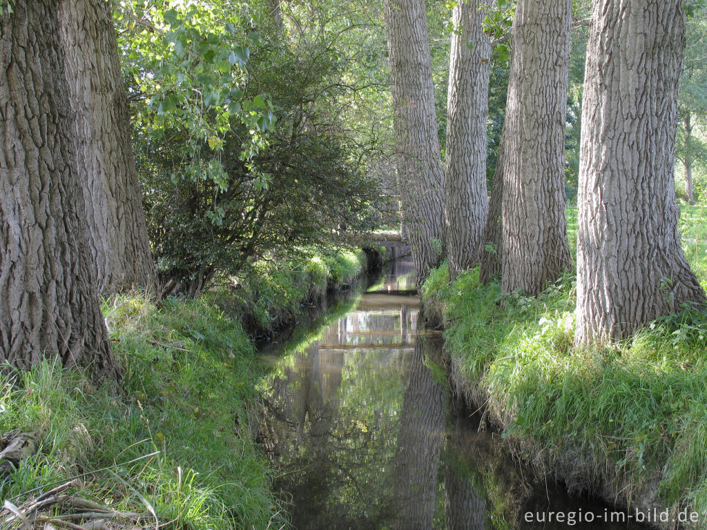 Detailansicht von Wildbach in der Soers bei Aachen vor der Neupflanzung