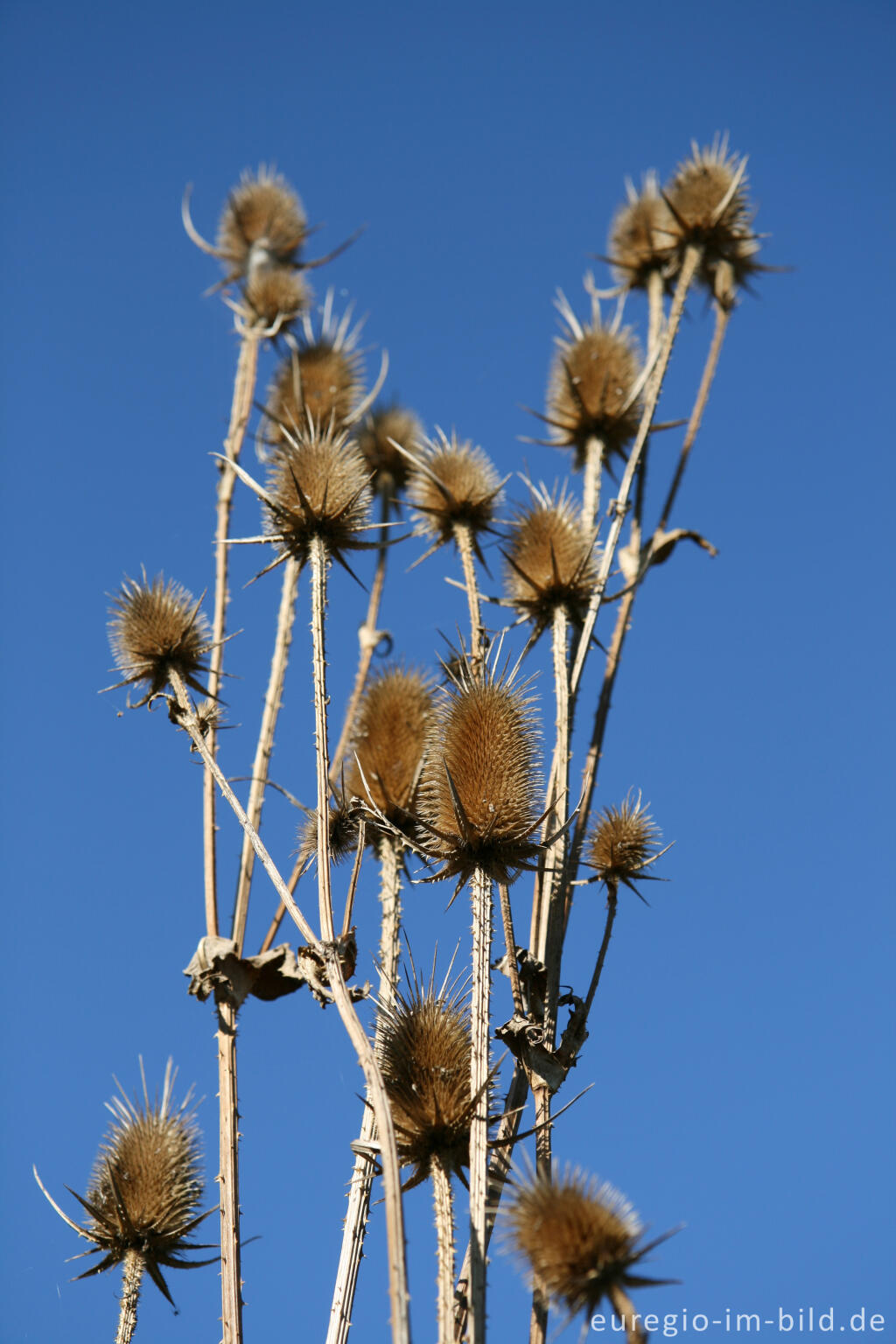 Detailansicht von Wilde Karde, Dipsacus fullonum, Fruchtstand