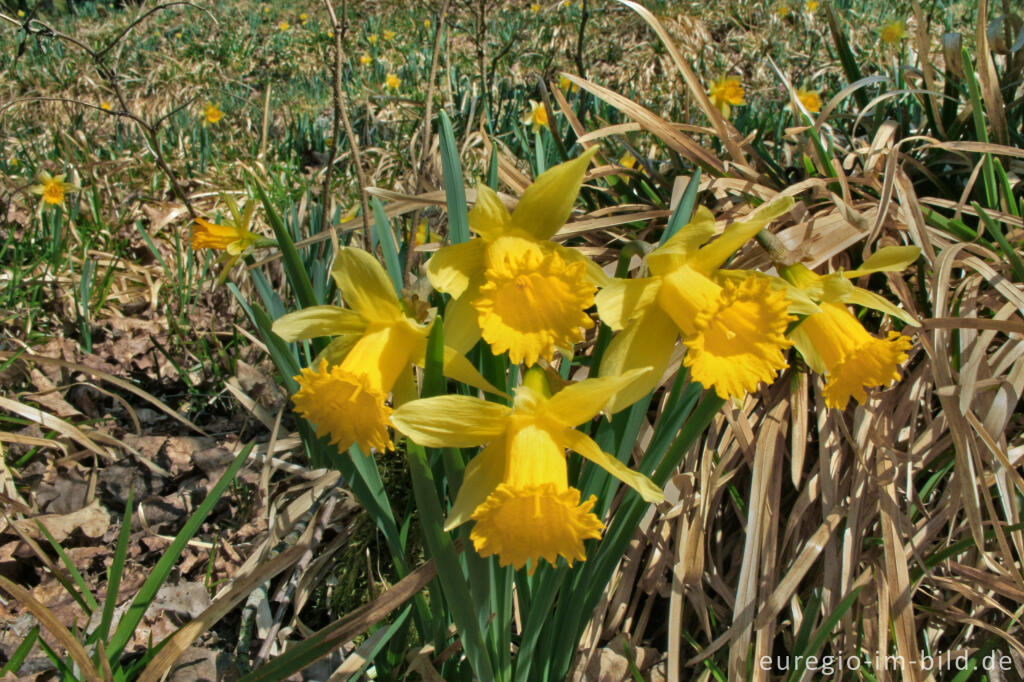 Detailansicht von Wilde Narzissen beim Perlenbach in der Eifel