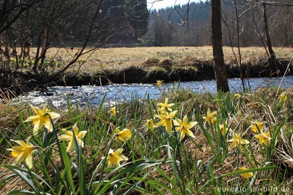 Detailansicht von Wilde Narzissen beim Perlenbach in der Eifel