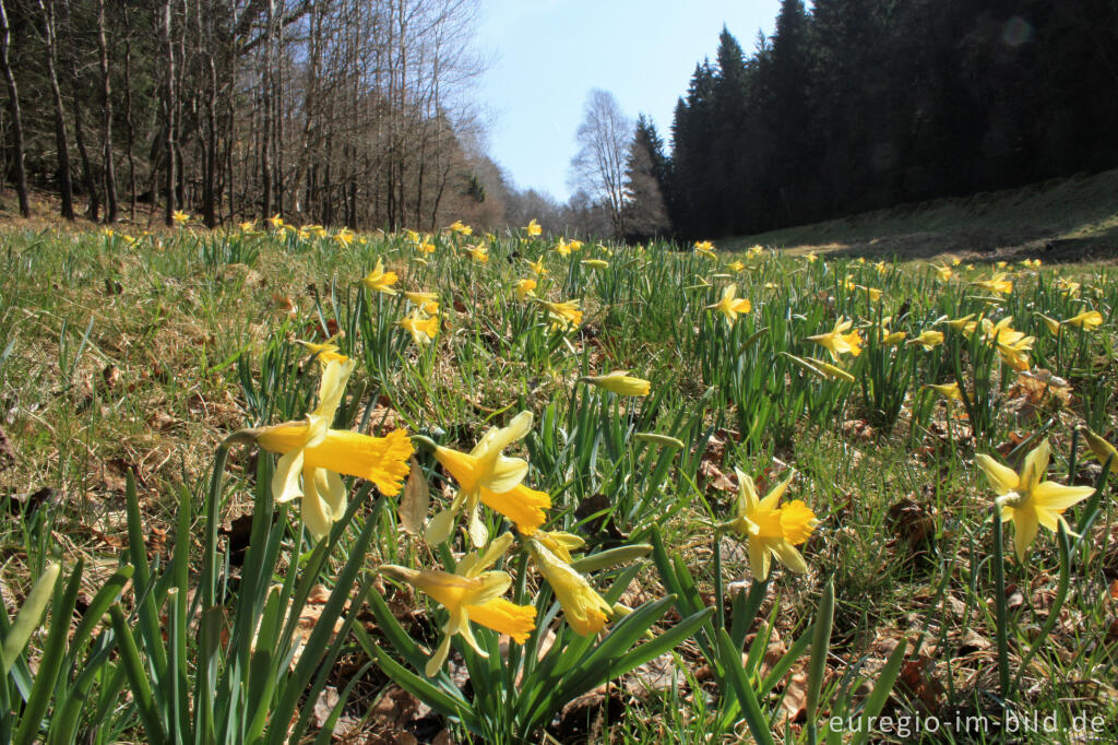 Detailansicht von Wilde Narzissen entlang der "Narzissen-Route"  Perlenbach- Fuhrtsbachtal