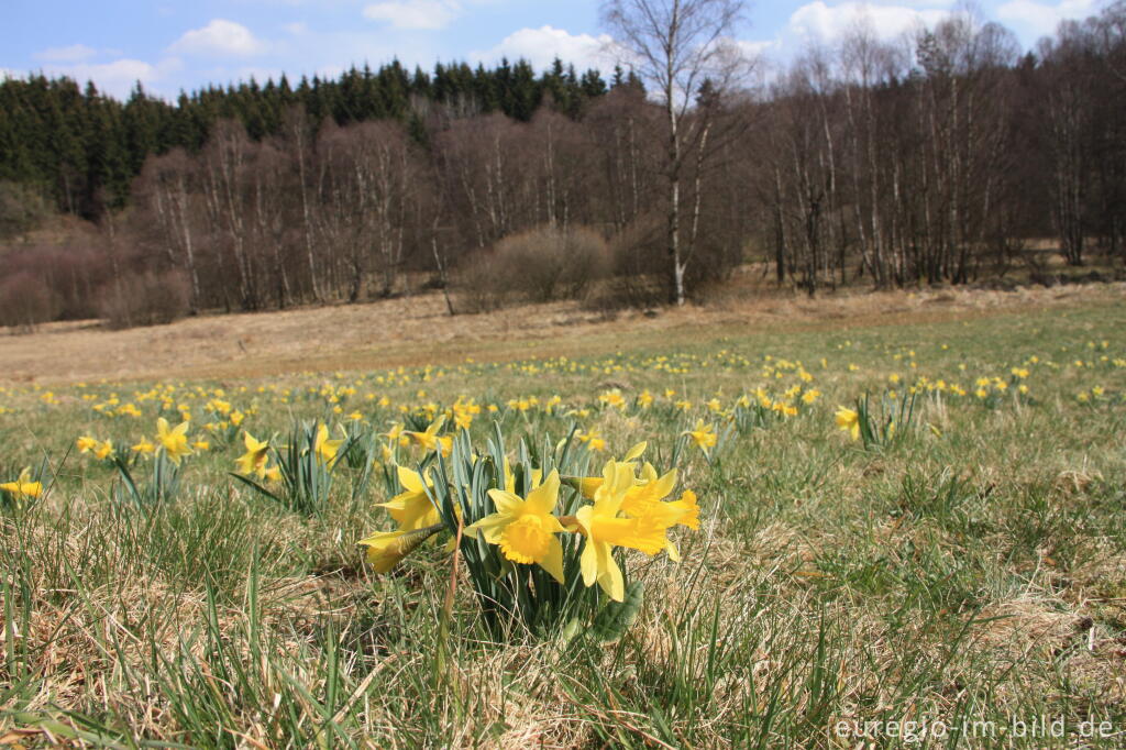 Detailansicht von Wilde Narzissen im Fuhrtsbachtal in der Eifel