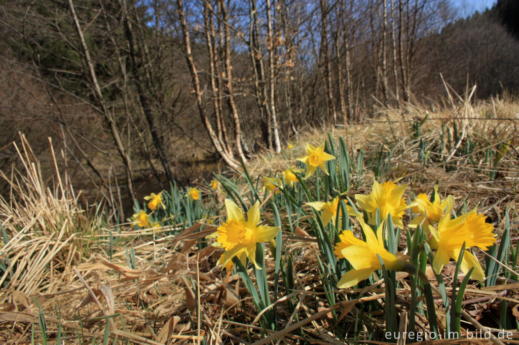 Detailansicht von Wilde Narzissen im Perlenbachtal in der Eifel