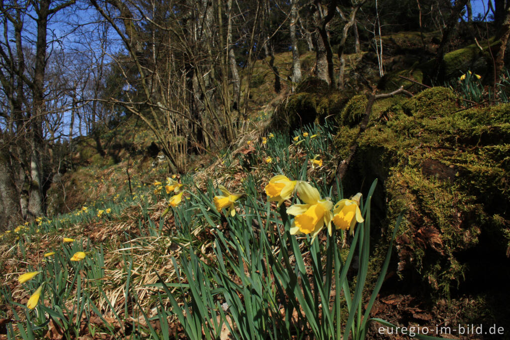 Detailansicht von Wilde Narzissen im Perlenbachtal in der Eifel