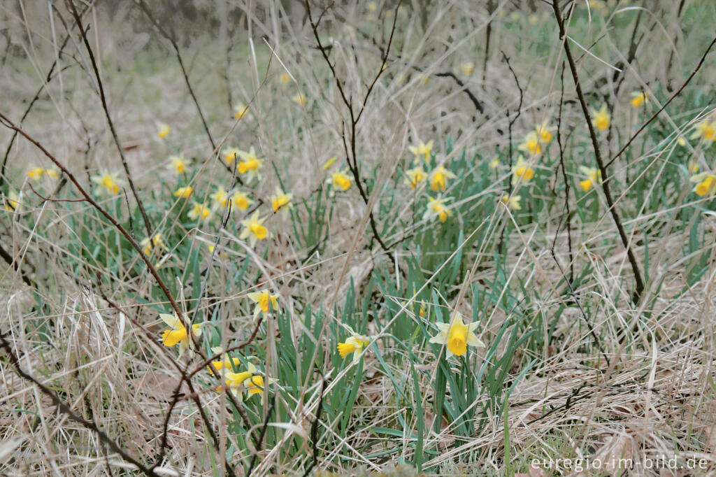 Wilde Narzissen ( Narcissus pseudonarcissus )