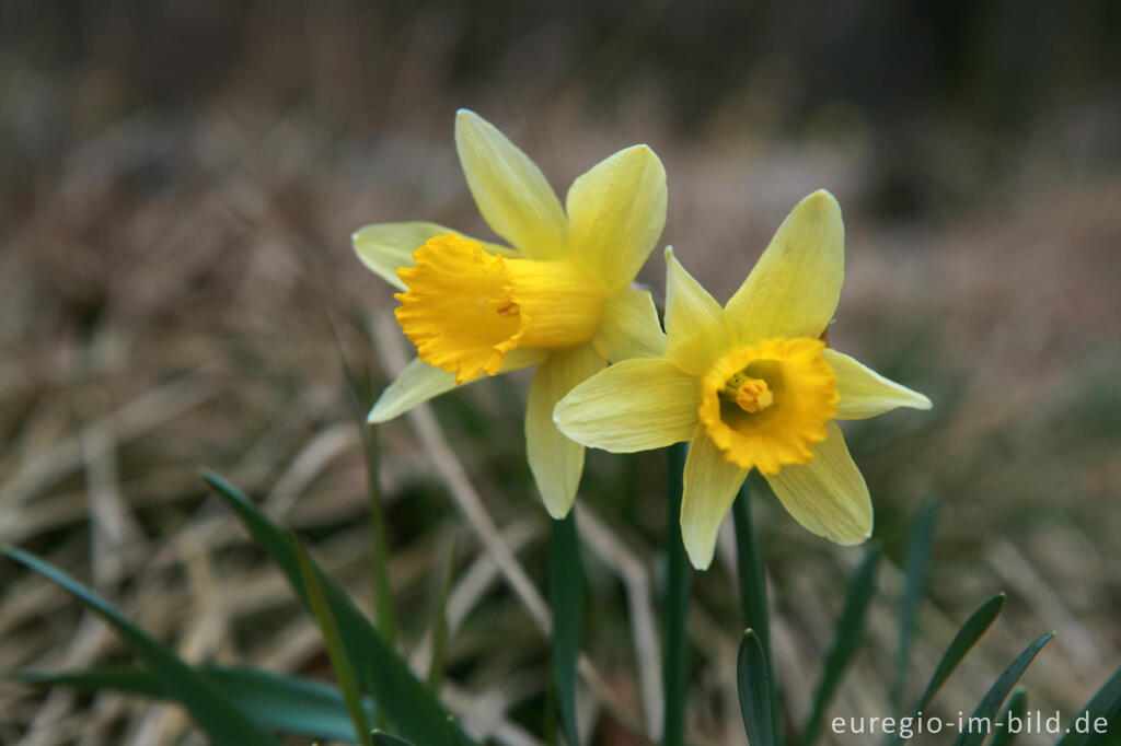 Detailansicht von Wilde Narzissen ( Narcissus pseudonarcissus )