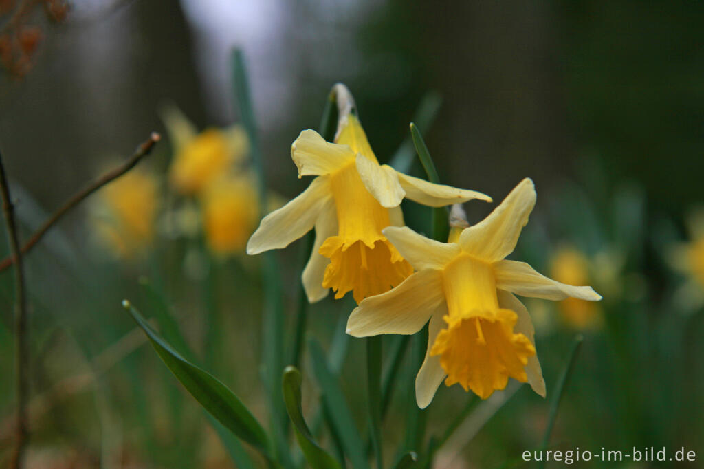 Detailansicht von Wilde Narzissen ( Narcissus pseudonarcissus )