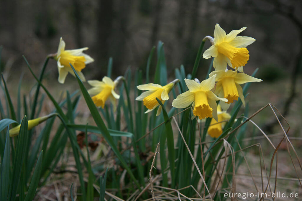 Detailansicht von Wilde Narzissen ( Narcissus pseudonarcissus )