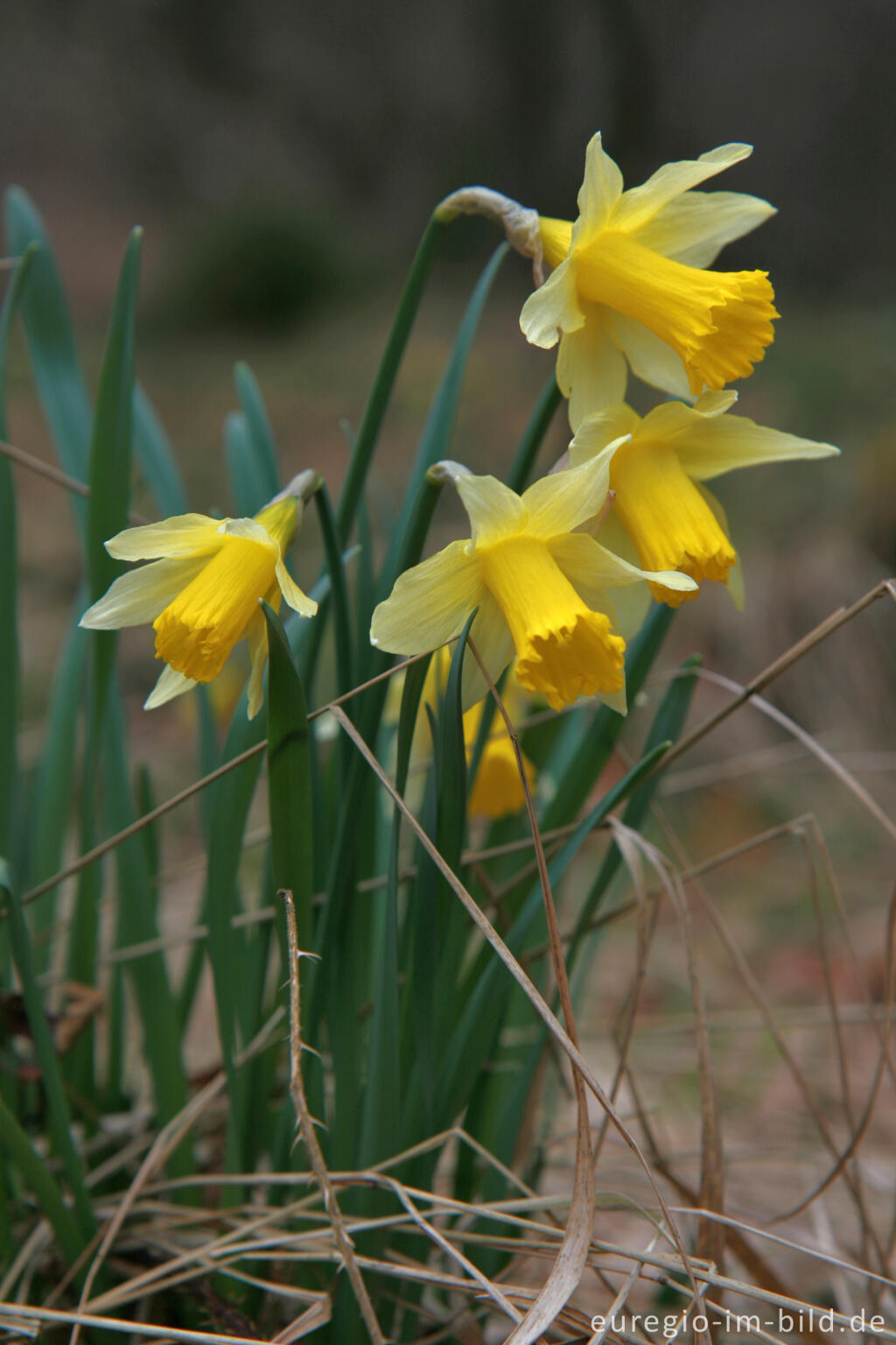 Detailansicht von Wilde Narzissen ( Narcissus pseudonarcissus )