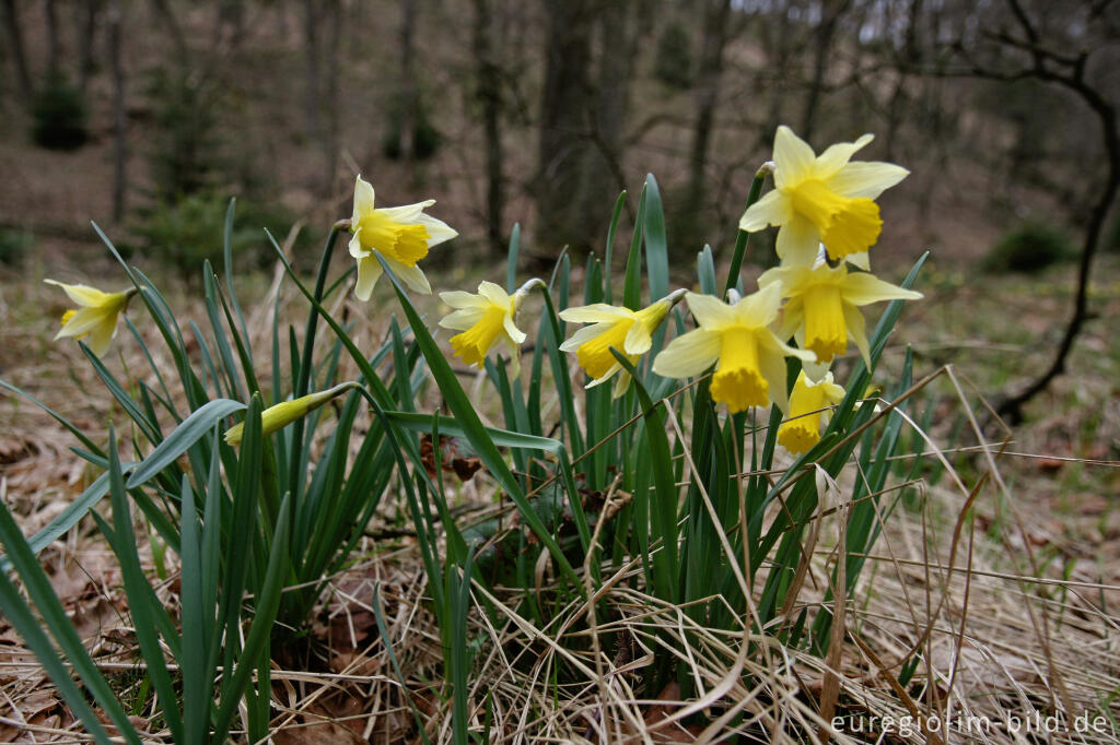 Detailansicht von Wilde Narzissen ( Narcissus pseudonarcissus )