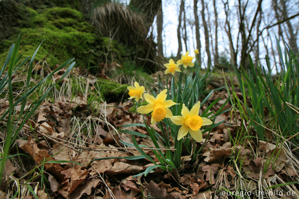 Detailansicht von Wilde Narzissen ( Narcissus pseudonarcissus )