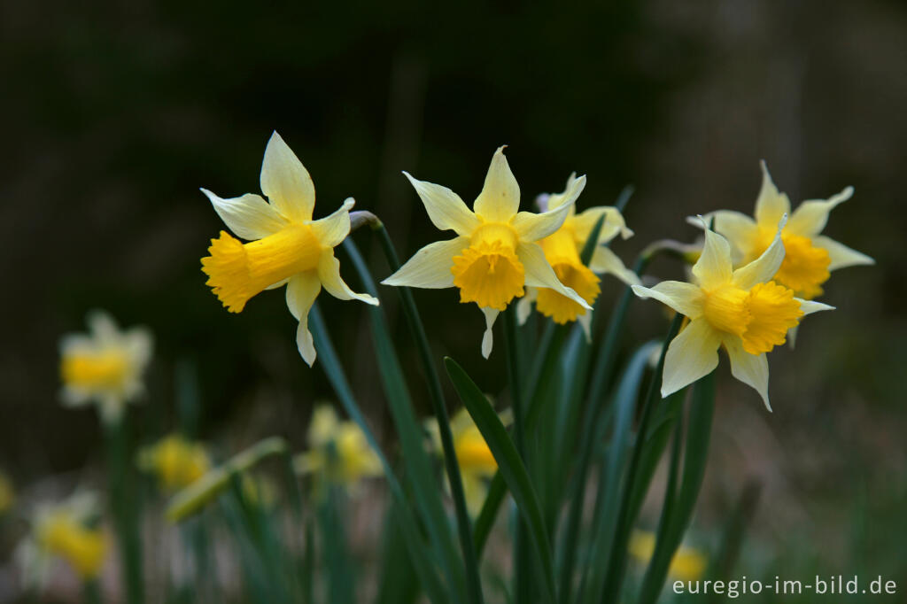 Detailansicht von Wilde Narzissen ( Narcissus pseudonarcissus )